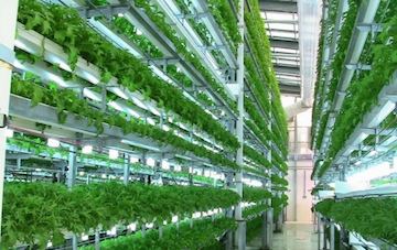 Aerofarms indoor farm (Source: New York Times)